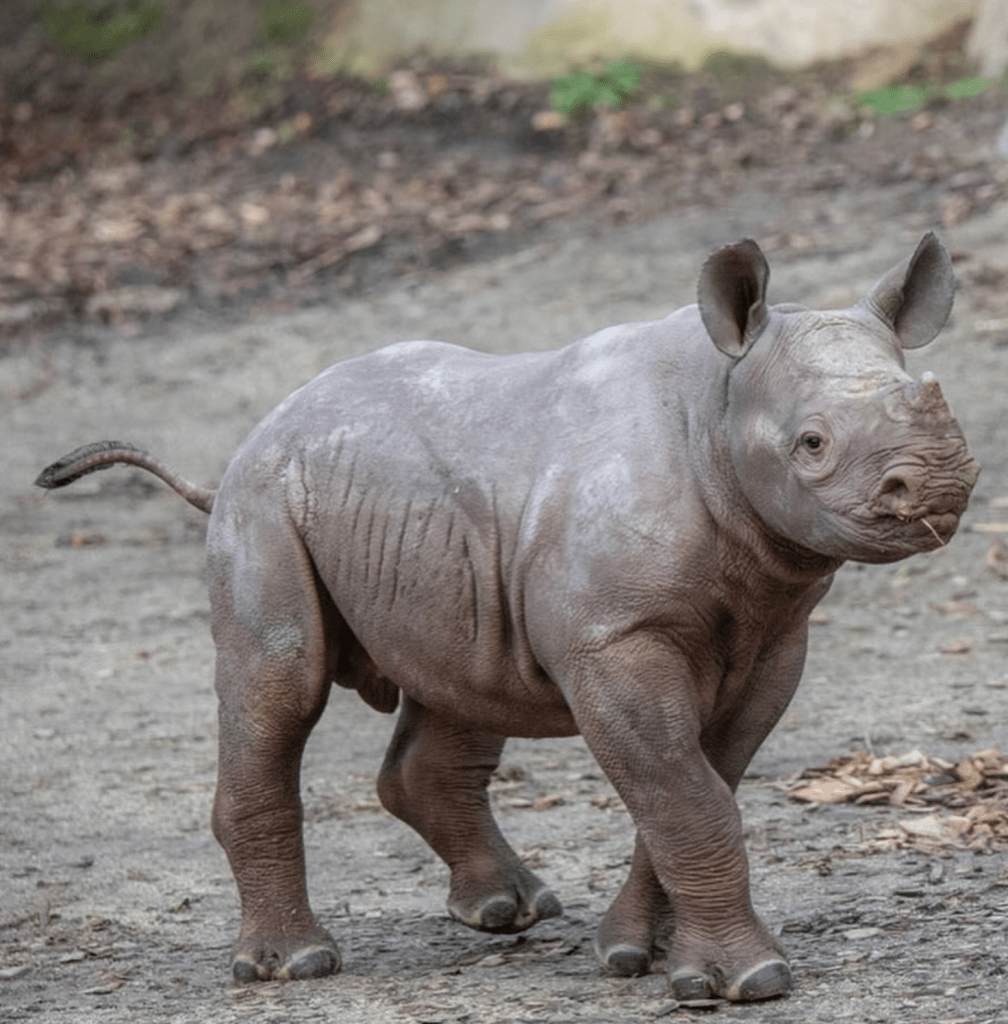 Baby Rhino at the Oregon Zoo